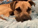 Adopt Waffles a Black Mouth Cur