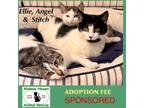 Adopt Ellie, Stich and Angel a Domestic Short Hair