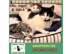 Adopt Ellie, Stich and Angel a Domestic Short Hair