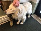 Adopt CHLOE - in Alburgh, VT a Great Pyrenees