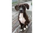 Adopt Abby a Chocolate Labrador Retriever