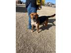 Adopt Pip - in Maine - foster or forever home needed a Beagle, Cattle Dog