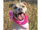 Adopt Bitsy - Maine - foster or forever needed a American Staffordshire Terrier