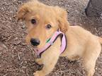 Adopt Cali-Pending! a Retriever