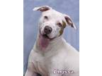 Adopt Chryssa a Pit Bull Terrier, Catahoula Leopard Dog