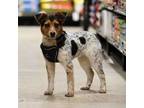 Adopt Eve a Jack Russell Terrier, Australian Shepherd