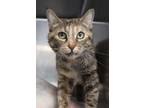 Adopt Times Square a Domestic Short Hair