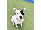 Adopt SNIPS a Pit Bull Terrier