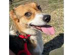 Adopt Daisy a Collie