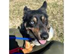 Adopt Riley a Collie