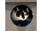 Adopt Vindaloo a American Shorthair