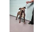 Adopt Sapphire a American Staffordshire Terrier