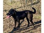 Adopt Darla a Black Labrador Retriever