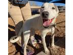 Adopt ZOEY a Labrador Retriever