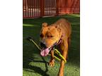 Adopt SAVANNA a Pit Bull Terrier