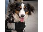 Adopt Maggie (Formerly known as Izzy) a Border Collie, Australian Shepherd