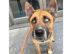 Adopt Lacey a Shepherd