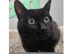 Adopt Olive a Domestic Short Hair