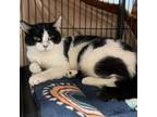 Adopt Chilly a Domestic Short Hair