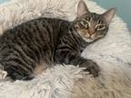 Adopt Izy a Domestic Short Hair