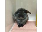 Adopt Onyx a Lionhead