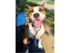 Adopt Chive a Pit Bull Terrier, Mixed Breed