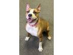 Adopt Chive a Pit Bull Terrier, Mixed Breed