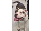 Adopt Cookie a Pit Bull Terrier