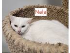 Adopt NALA a Domestic Medium Hair, Domestic Short Hair