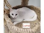 Adopt LUNA a Domestic Medium Hair, Domestic Short Hair