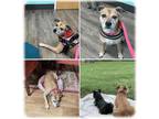 Adopt Bella a Mixed Breed