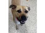 Adopt Goldie a Pit Bull Terrier