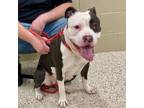 Adopt Jessie a Pit Bull Terrier