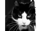 Adopt Shelley a Tuxedo