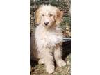 Adopt ROXY a Goldendoodle