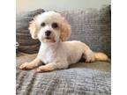 Adopt Ellie a Havanese