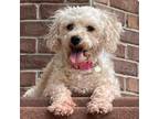 Adopt Lacy a Poodle