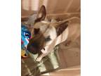 Adopt Tula 425709 FosterHomeLoyalLovingShepard a German Shepherd Dog