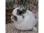 Adopt Ingrid a Netherland Dwarf