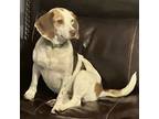 Adopt Darby - ADOPTED!!! a Beagle