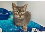 Adopt Hula Hoop a Domestic Short Hair