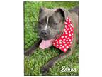 Adopt Laura a Pit Bull Terrier