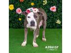 Adopt ELLE a Pit Bull Terrier