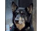 Adopt Montana a German Shepherd Dog