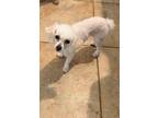 Adopt Calli a Miniature Poodle