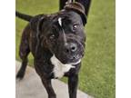 Adopt ALLURE a Pit Bull Terrier