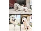 Adopt AURORA a Great Pyrenees