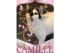 Adopt Camille - Riley Fuzzel Petsmart a Domestic Short Hair