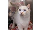 Adopt Dory a Domestic Short Hair