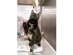 Adopt Betsy a Tortoiseshell, Domestic Short Hair